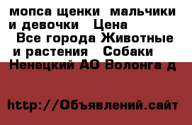 мопса щенки -мальчики и девочки › Цена ­ 25 000 - Все города Животные и растения » Собаки   . Ненецкий АО,Волонга д.